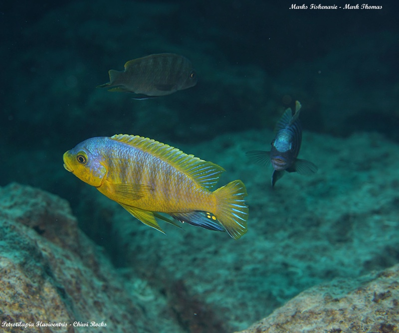 Petrotilapia flaviventris 'Chiwi Rocks'
